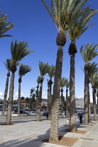 City palm trees