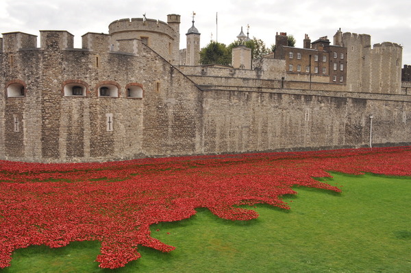 Poppies at Tower of London: Poppies at Tower of London to commemorate 100 years since WWI for each of the 876,000+ people killed.