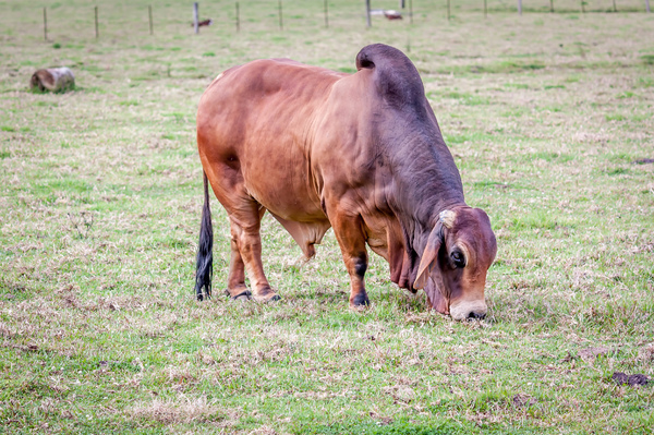 Bull in a meadow