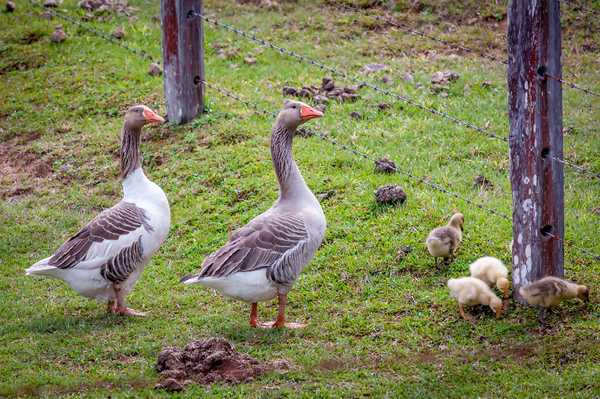 Geese with their goslings