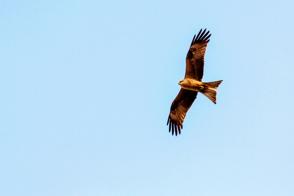 Black Kite Flying: Black kite over Tweed Shire, Northern NSW Australia