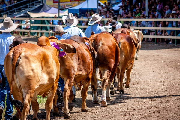 Show Cattle on display