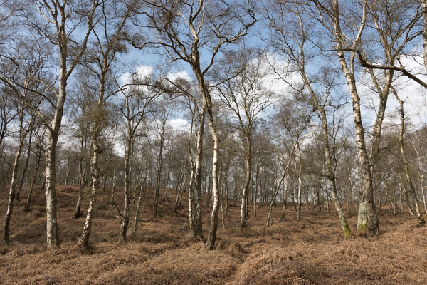 Heathland birch forest
