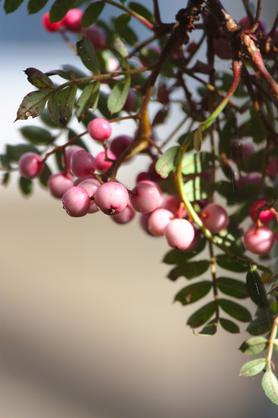 Acer tree berries