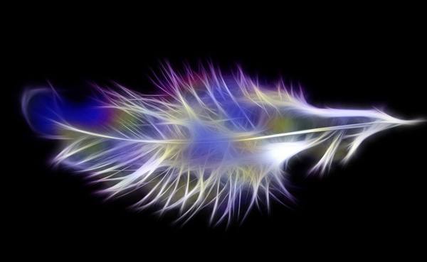 Fractal Feather: A colourful fractal feather. Made from a public domain image, but my image is copyrighted to me. You may prefer:  http://www.rgbstock.com/photo/oZq7QWg/Plumed+Whistling+Duck  or:  http://www.rgbstock.com/photo/n2raT6u/Rainbow+Lorikeet