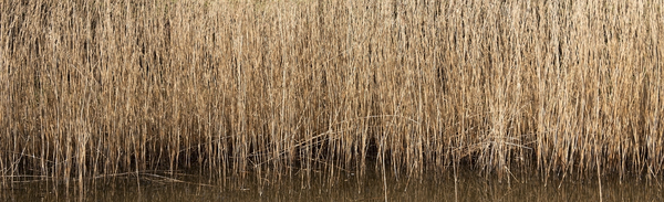 Reeds texture