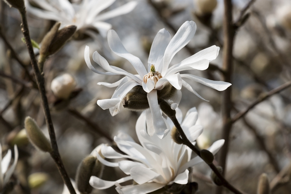 Magnolia stellata flowers