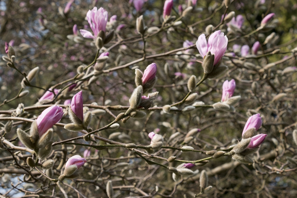 Magnolia flower buds