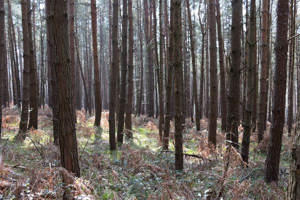 Slightly creepy forest