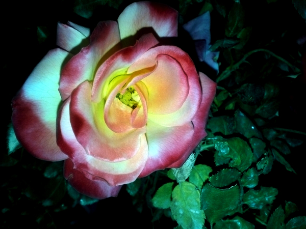 neutral rose