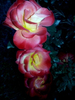 rose neutre
