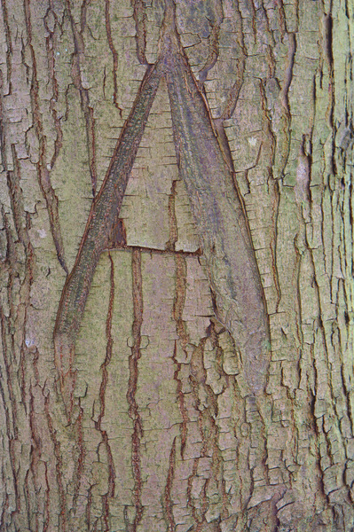 Letter on tree bark