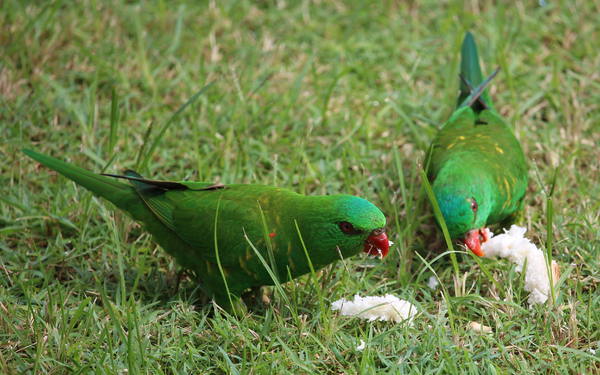 Scaly-breasted Lorikeet 2