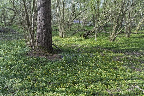 Spring woodland flowers