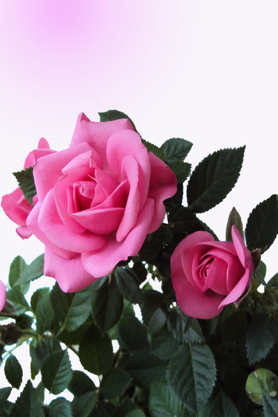 Delicate pink roses