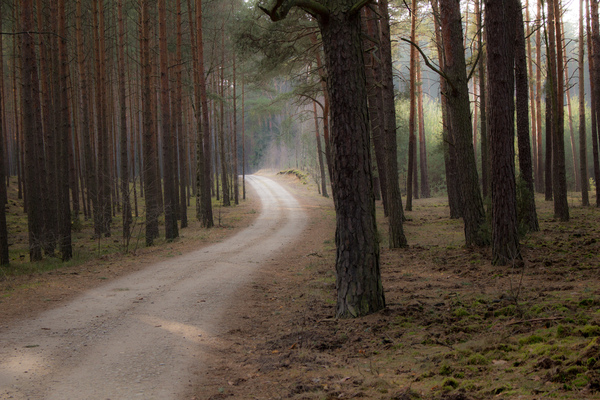 Leśna droga - forest road