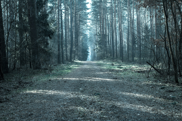 Leśna droga - forest road