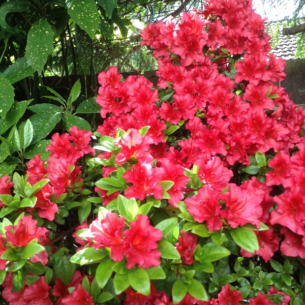 Summer Blossom: Summer abundance in my garden