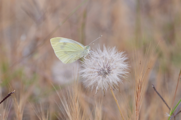 butterfly on blowball
