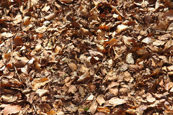 Dry, brown autumn leaves