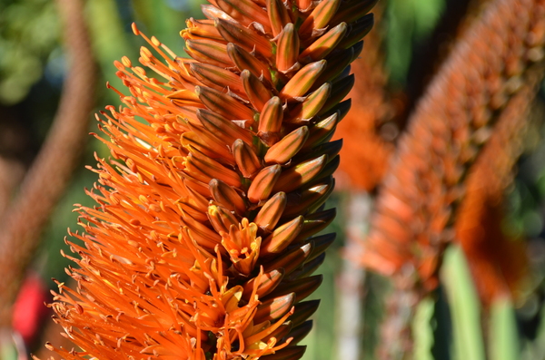 Aloe flower