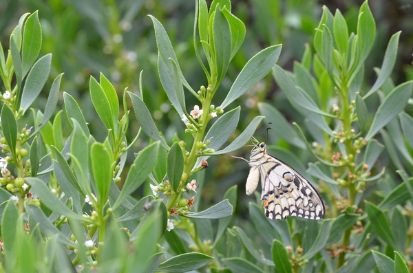 butterfly on leaf