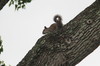 écureuils dans un arbre du Texas