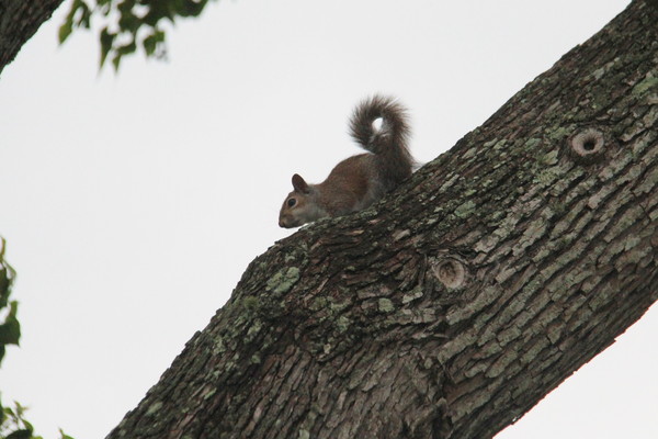 Squirrels Up a Texas Tree