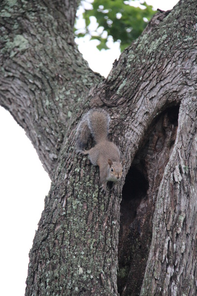 Texas Tree Squirrels 