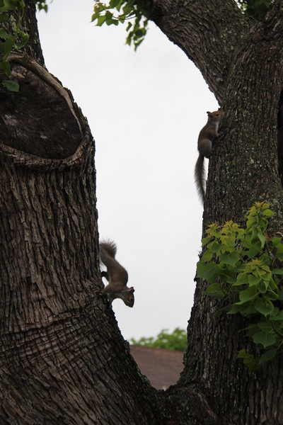 Squirrels Up a Tree