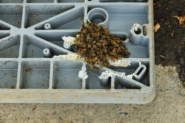 Bee Colony (2)