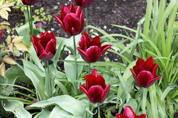 Deep red tulips