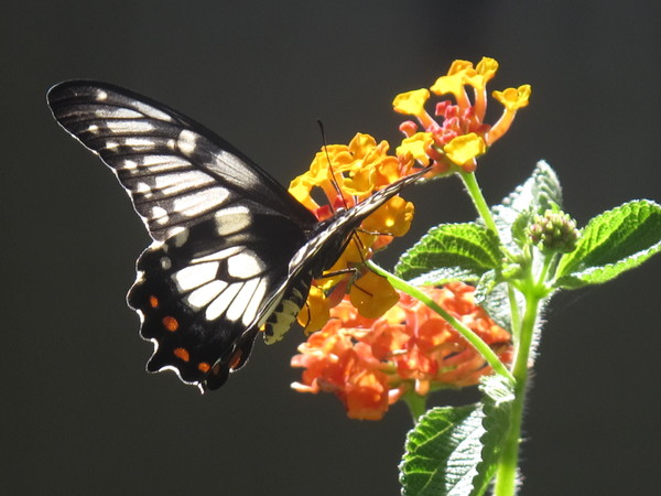 Dingy Swallowtail 2