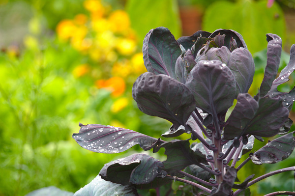 Purple Brussels Sprouts plant