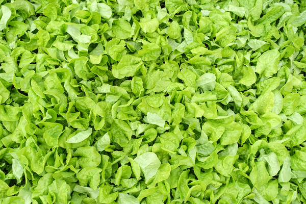 young lettuce texture