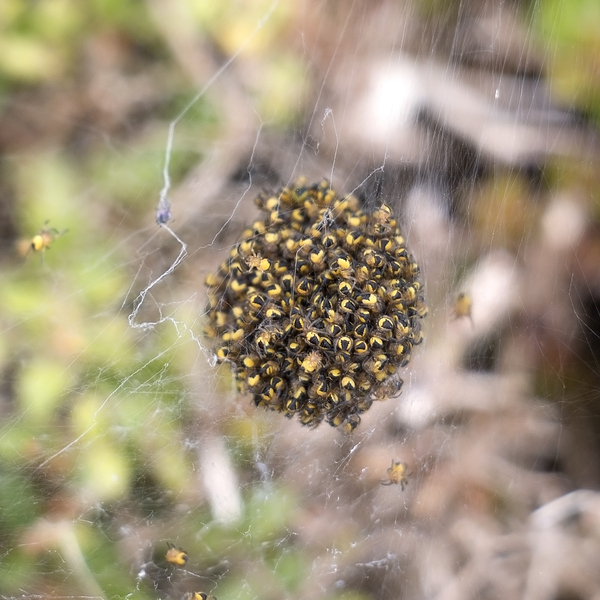 Ball of tiny spiders