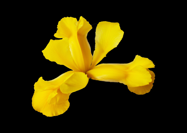 Yellow Iris on black
