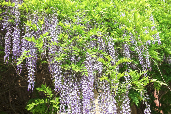 wisteria plant 2