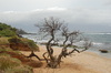 eenzaam strand boom