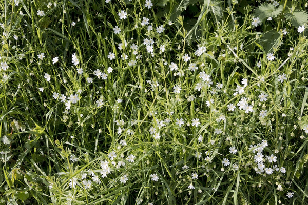 Stichwort flowers