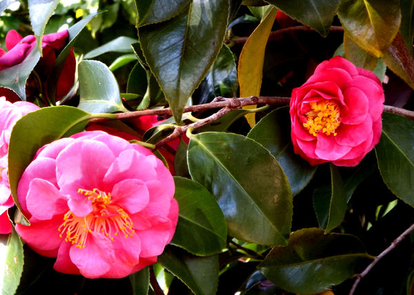 pink camellia2