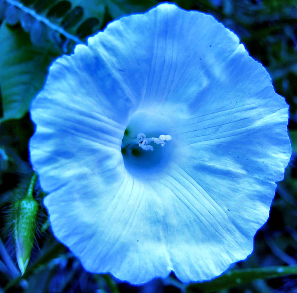 moonlight blue bloom1