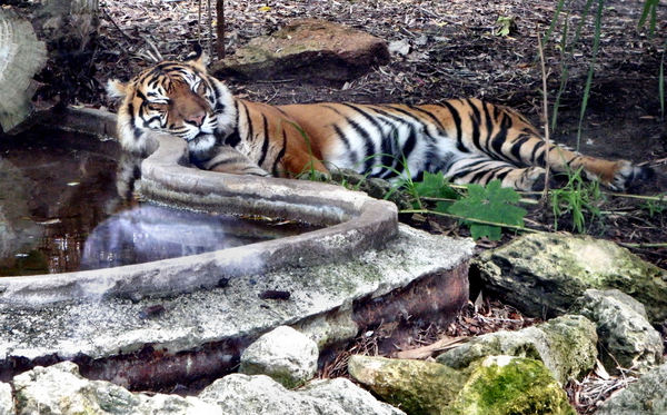 tiger in recline1