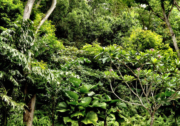jungle foliage2b