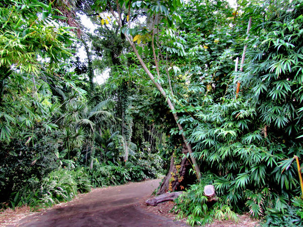 jungle walk1b