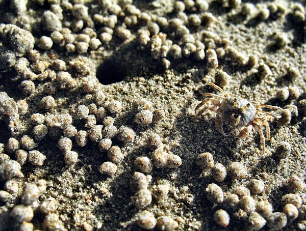 Sand bubble crab at work...