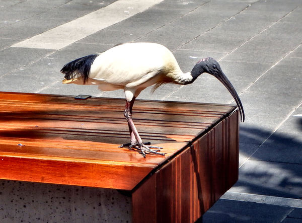 white ibis1