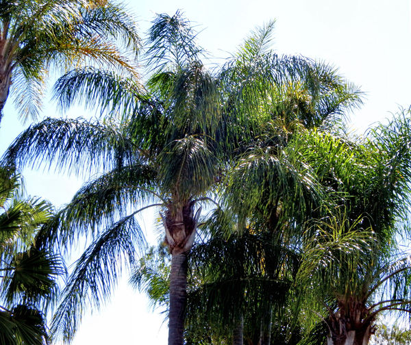palm tree backround3