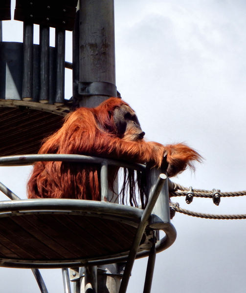 orangutan tower1