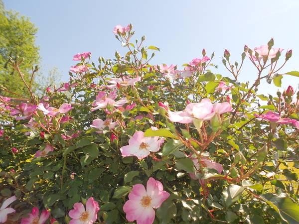 Hedge of Pink Roses